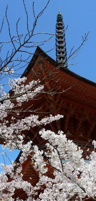 Japanese pagoda with cherry blossoms under a blue sky wallpaper.