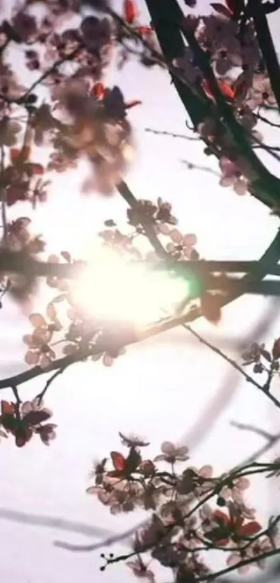 Cherry blossoms in sunlight with pink petals and branches.