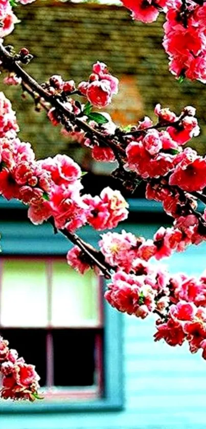 Vibrant cherry blossoms in front of a serene blue house.