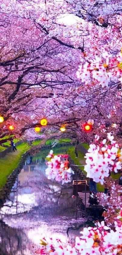 Beautiful cherry blossom river scene with pink flowers and reflections.