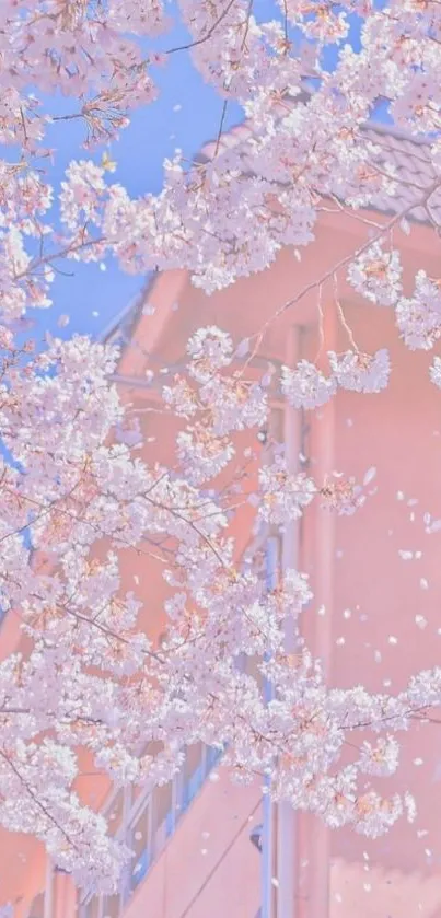 Elegant cherry blossom wallpaper with pastel pink and blue hues.