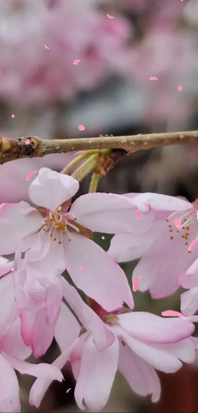 Delicate cherry blossoms enhancing mobile wallpaper with pink petals.