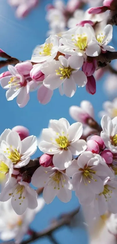 Cherry blossoms against a clear blue sky.