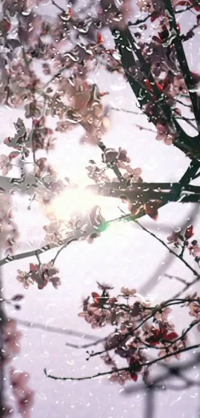 Cherry blossom branches wet from spring rain with soft pink petals and gentle light.