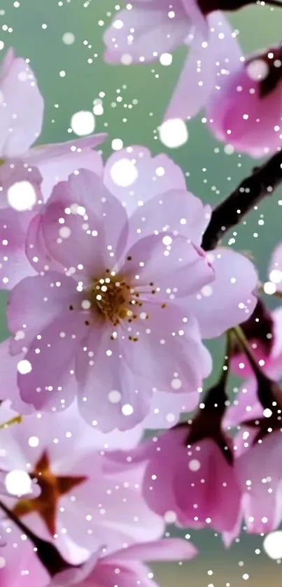 Cherry blossoms with snowflakes on a mobile wallpaper.