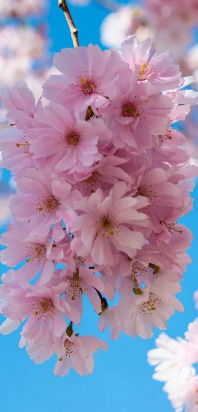 Pink cherry blossoms with a blue sky background.