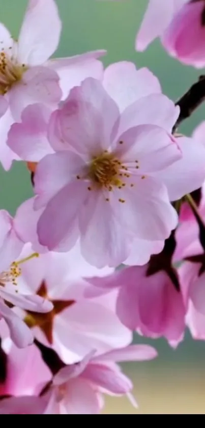 Mobile wallpaper of pink cherry blossoms in full bloom.