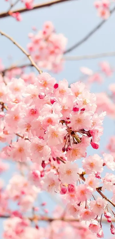 Cherry blossoms in full bloom against a gentle blue sky.