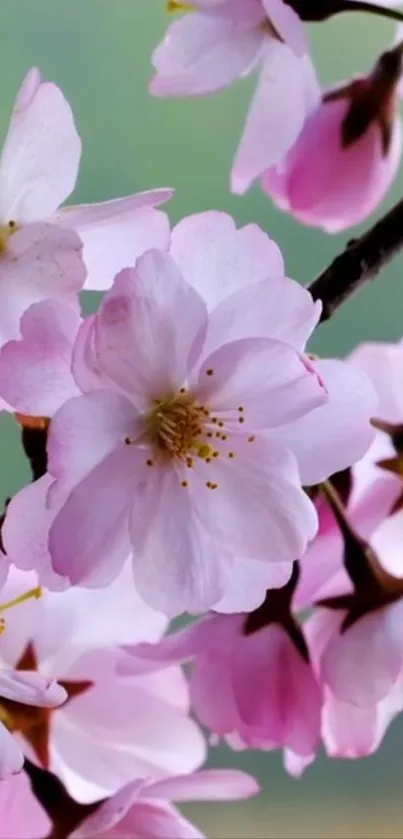 Soft pink cherry blossoms with a green blur background.