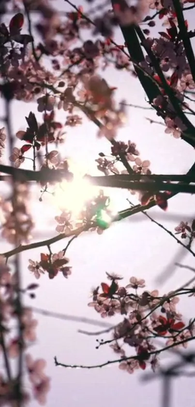 Sunlit cherry blossoms with branches against a gentle pink background.