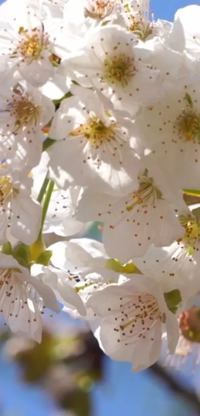 Closeup of beautiful white cherry blossoms with blue sky background.