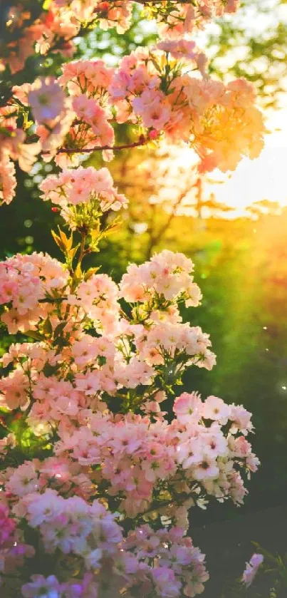 Sunlit cherry blossoms with greenery, ideal for mobile wallpaper.