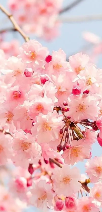 Pink cherry blossoms with delicate petals against a light blue sky.