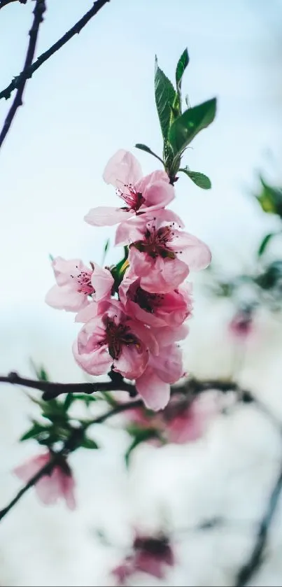 Mobile wallpaper of cherry blossoms with pink flowers against a blurred background.