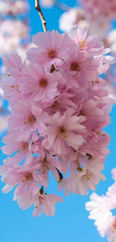 Pink cherry blossoms with clear blue sky background.