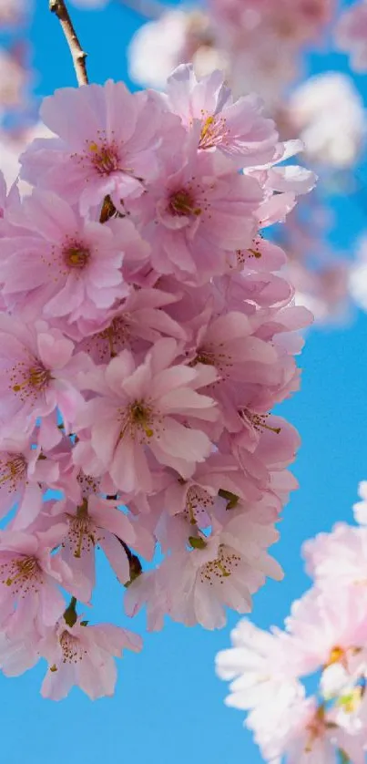 Cherry blossoms set against a bright blue sky.