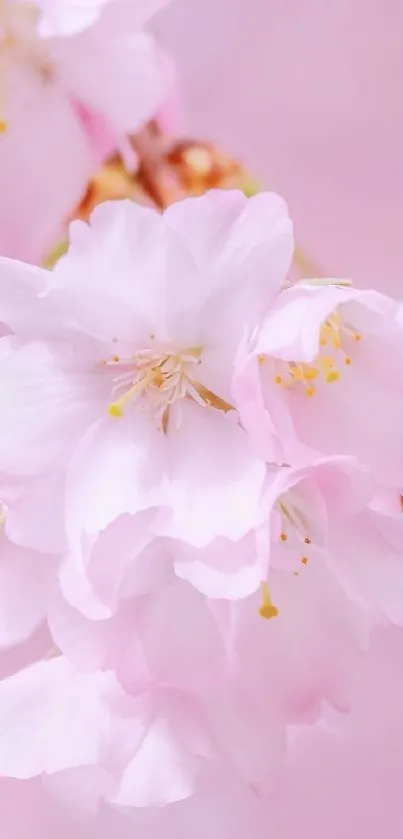 Soft pink cherry blossoms wallpaper with delicate petals and gentle hues.