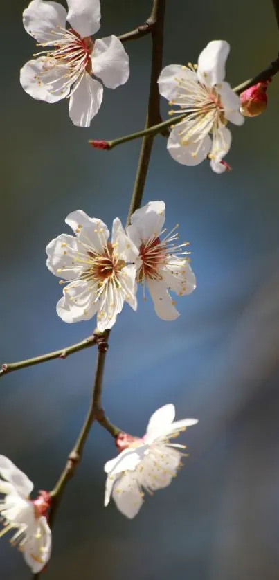 Cherry blossoms on branches with a clear blue sky background.