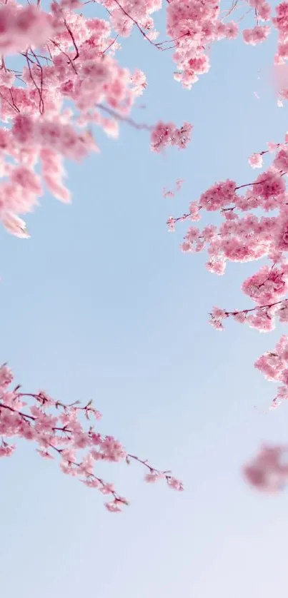 Mobile wallpaper of cherry blossoms against a clear blue sky.