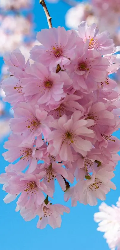 Cherry blossoms against a blue sky, capturing spring's natural beauty and color.