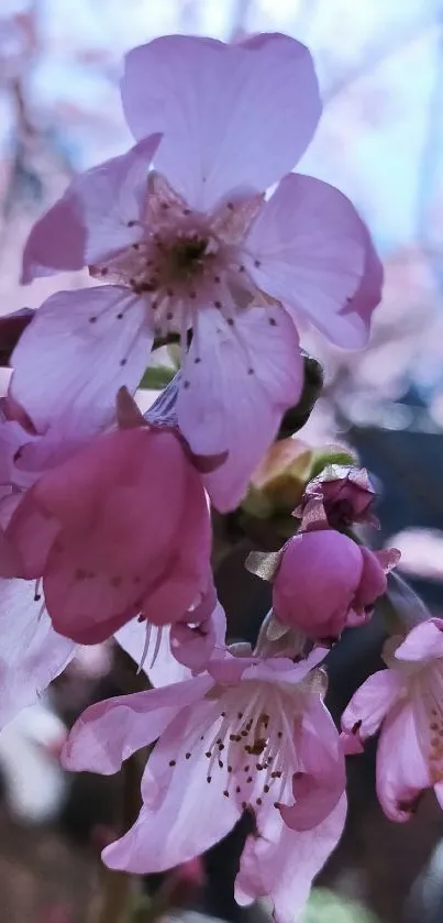 Close-up of cherry blossoms with a blurred outdoor background.