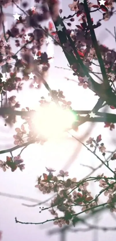 Cherry blossom branches with sunlight filtering through a lavender sky.