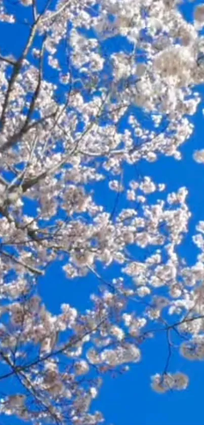 Cherry blossoms against a bright blue sky on a mobile wallpaper.