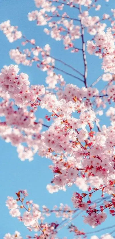 Cherry blossoms with blue sky wallpaper for mobile background.