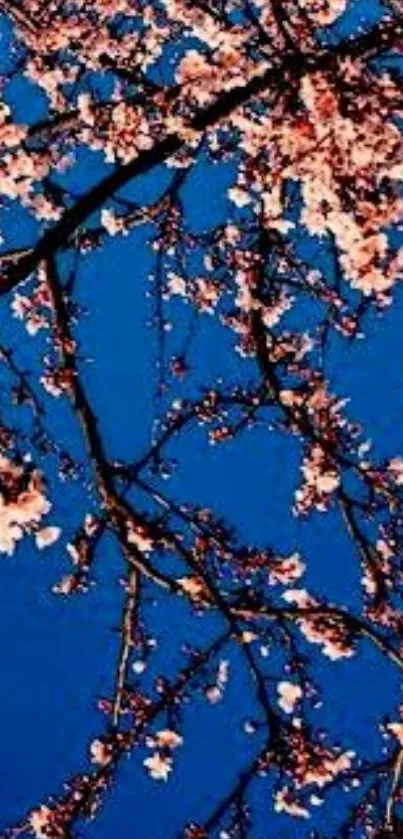 Cherry blossoms on tree branches against a deep blue sky background.