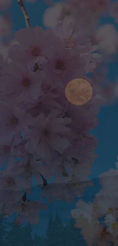 Cherry blossoms and moon in night sky wallpaper.