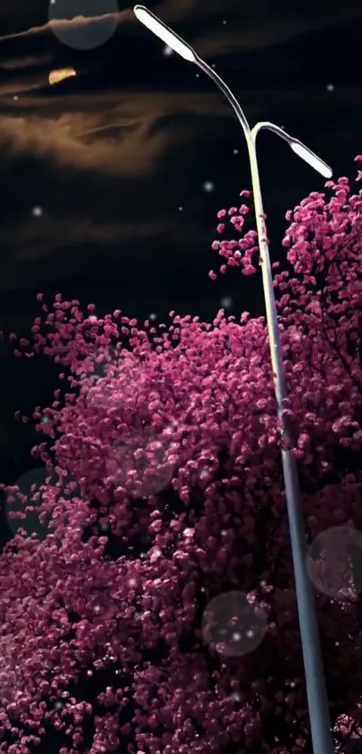 Cherry blossom tree under a streetlight at night with a dark, starry sky.