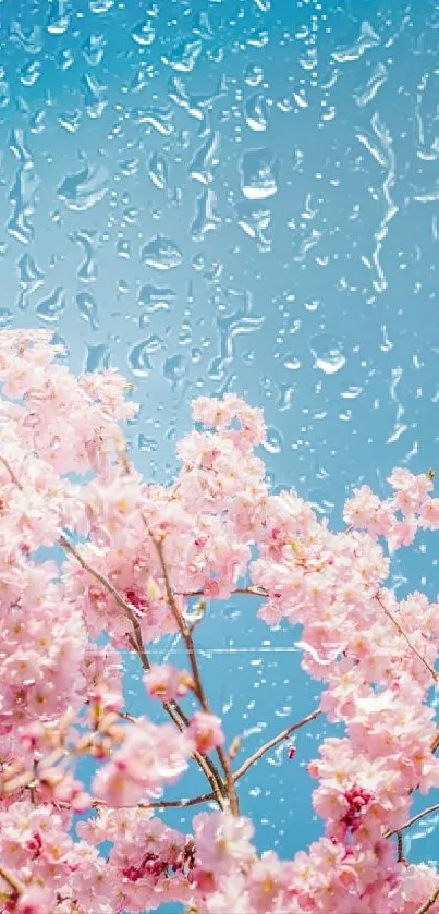 Cherry blossoms under a blue sky with vibrant, blooming branches.