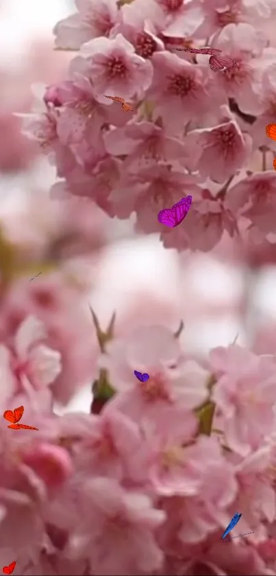 Pink cherry blossoms with butterflies on a mobile wallpaper.