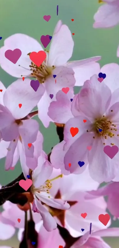 Pink cherry blossoms with colorful heart accents.