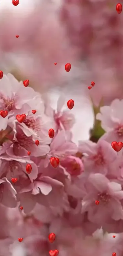 Cherry blossoms with red hearts floating gently above the delicate pink petals.