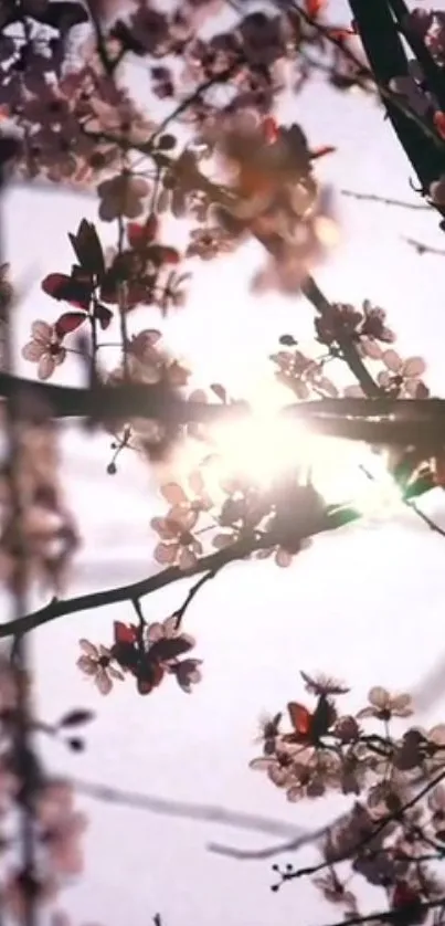 Cherry blossoms with sunlight creating a serene and beautiful mobile wallpaper.