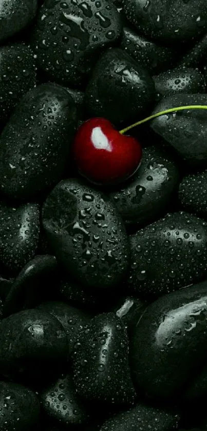 Vibrant red cherry on smooth black rocks mobile wallpaper.