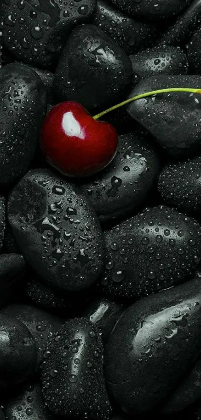 Vibrant cherry resting on wet black stones.