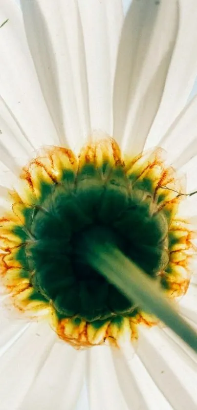 Close-up image of a daisy flower with white petals and a vibrant green center.