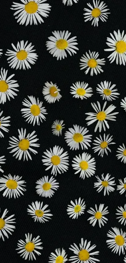 Elegant white daisies on a black backdrop wallpaper.