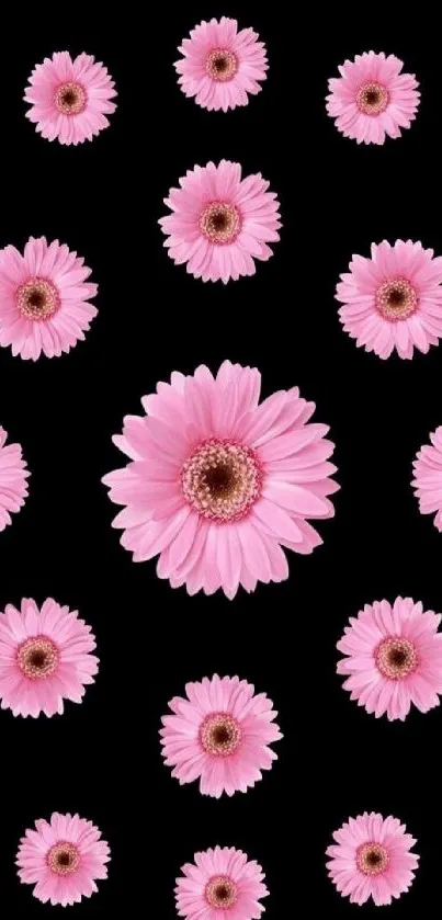 Mobile wallpaper with pink daisies on a black background.