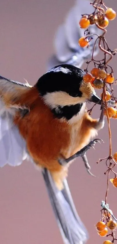 Chicadee in flight near vibrant orange berries on a mobile wallpaper.