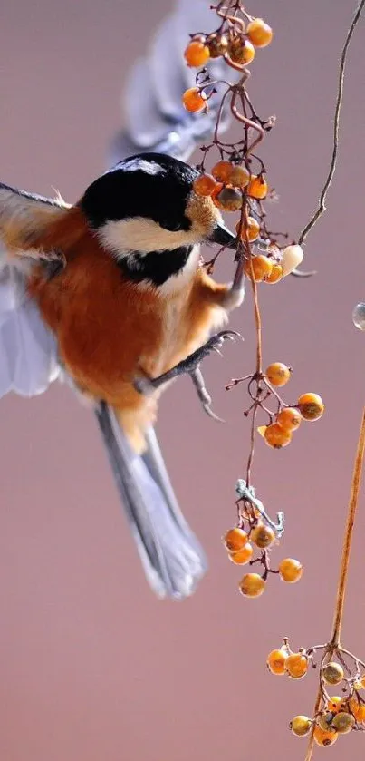 Chickadee reaching berries on a branch with a light brown background.