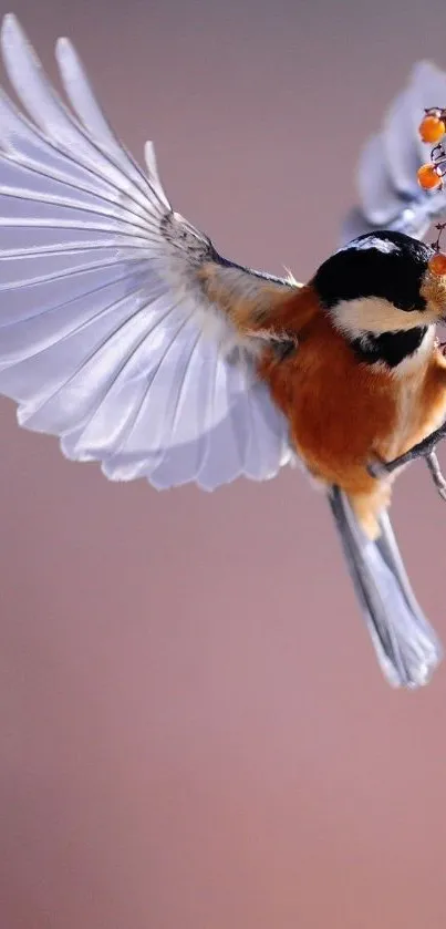 Chickadee in flight with orange berries.