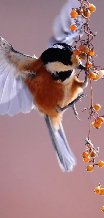 Chickadee perched on branch with orange berries in autumn setting.