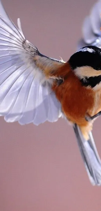 Chickadee in flight with vibrant plumage.