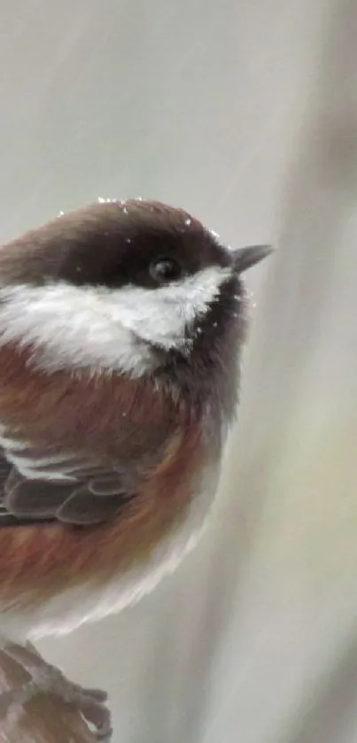 Chickadee perched in gentle rain captured beautifully.