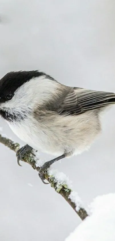 Chickadee perched on a snowy branch with a soft white background.