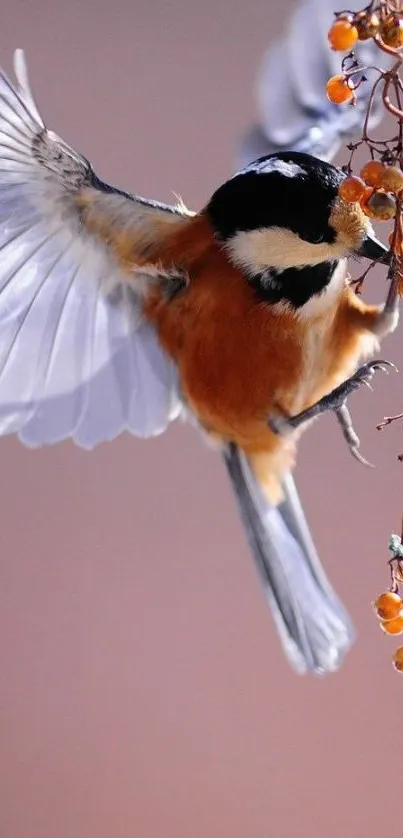 Chickadee perched on orange berries with wings spread wide.