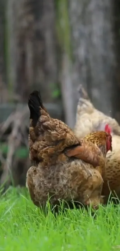 Chickens walking in green grass with a blurred background.